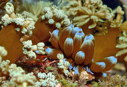 Image of Phyllodesmium kabiranum Baba 1991