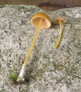 Image of Entoloma unicolor (Peck) Hesler 1967