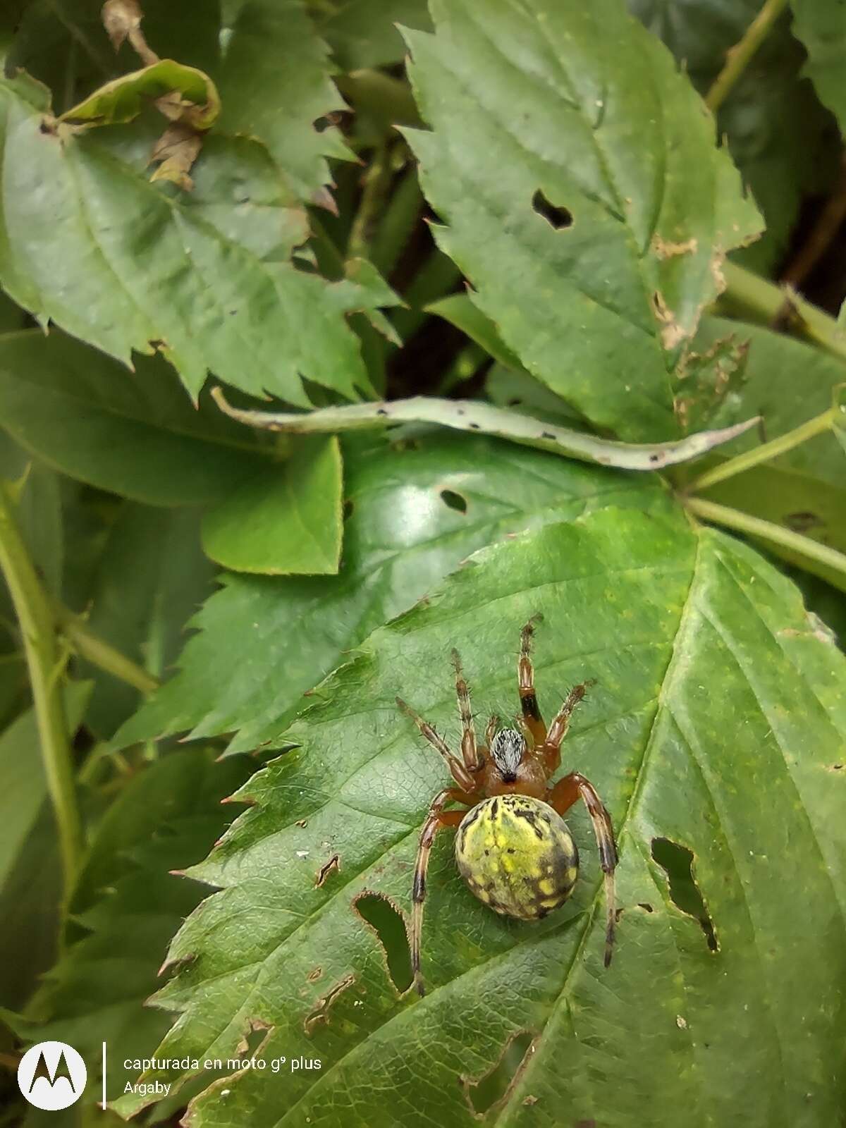 Imagem de Araneus workmani (Keyserling 1884)