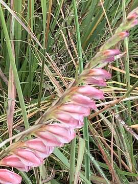 Image de Gladiolus crassifolius Baker