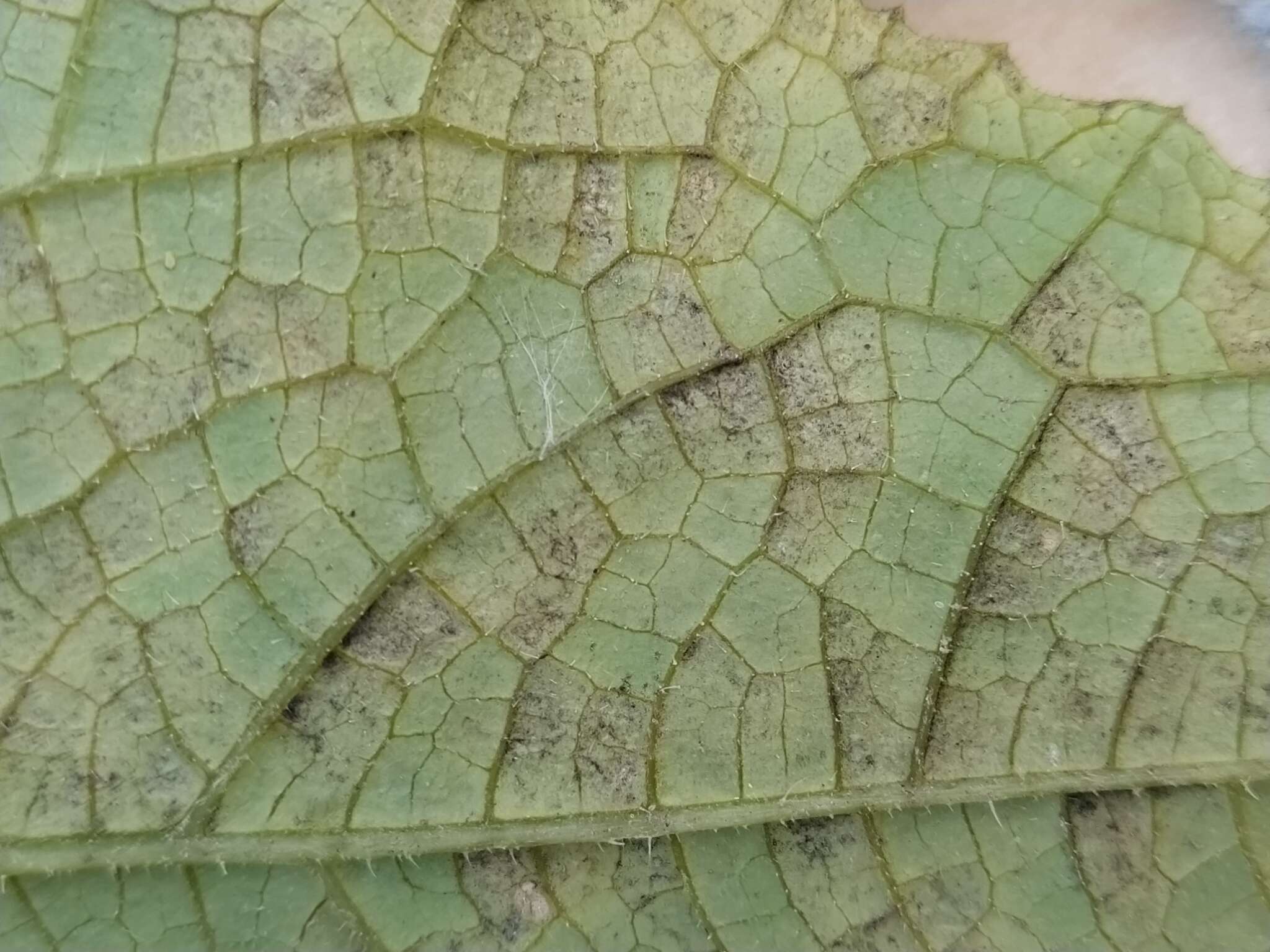 Image of Pseudoperonospora cubensis