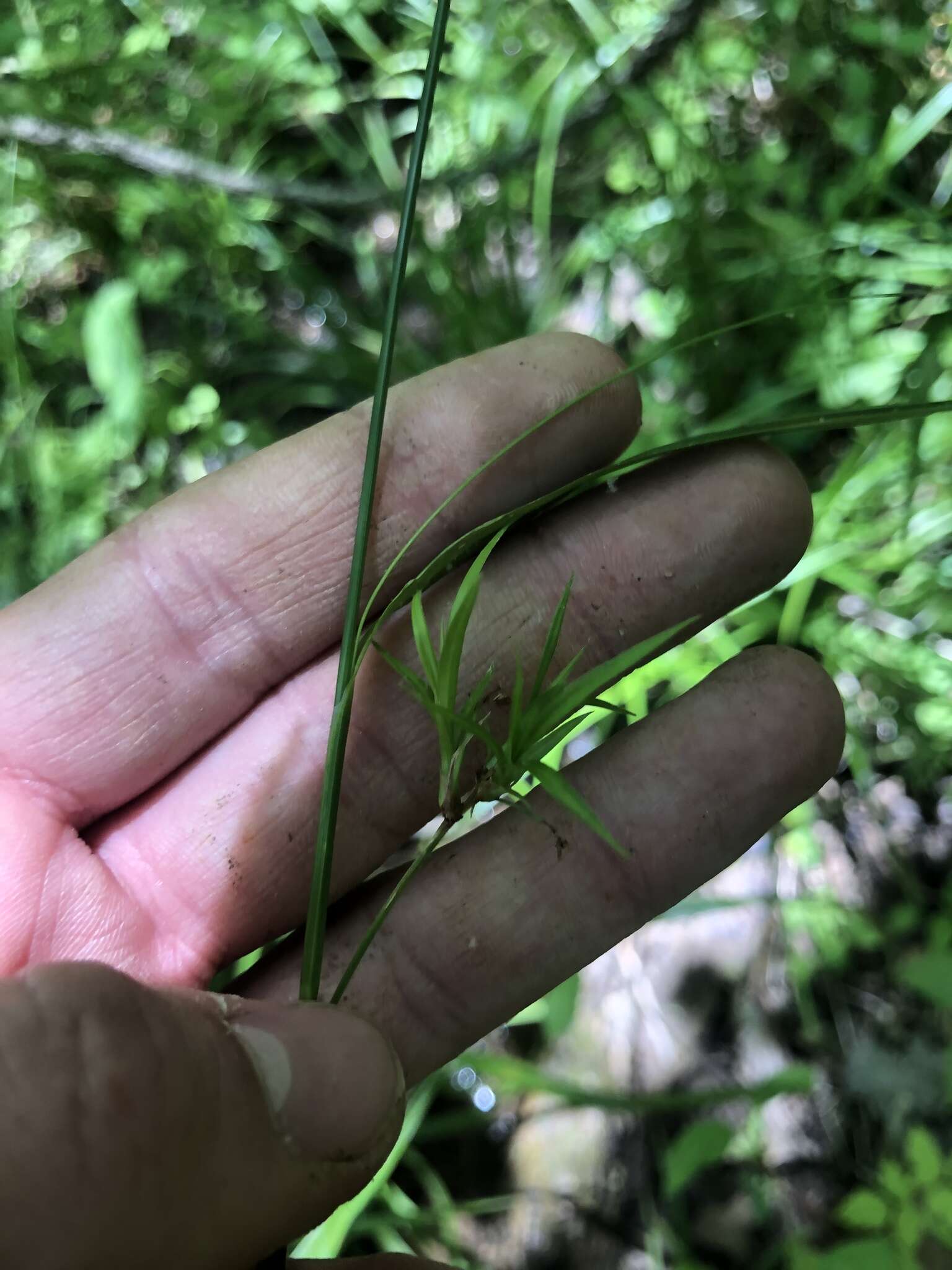 Image of drooping bulrush