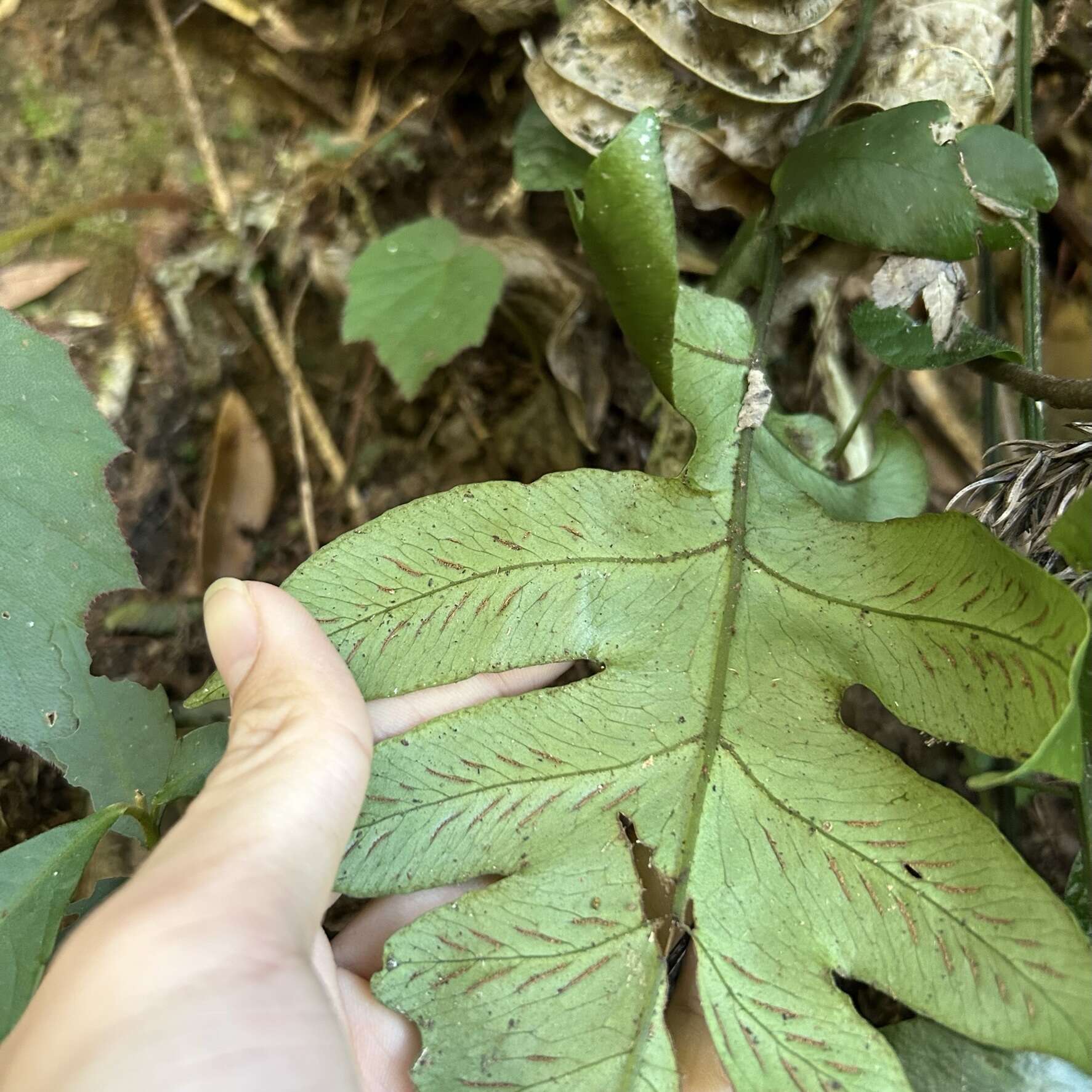 Image of Deparia formosana (Rosenst.) R. Sano