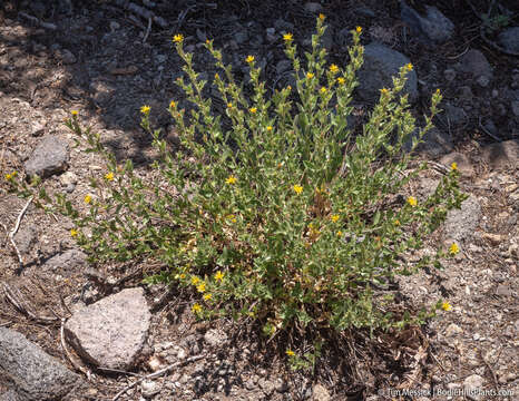 Image of Whitney's bristleweed