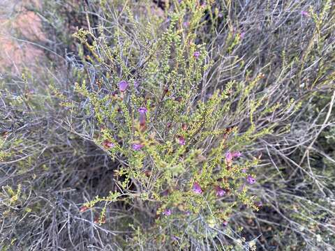 Image of Eremophila parvifolia subsp. auricampa