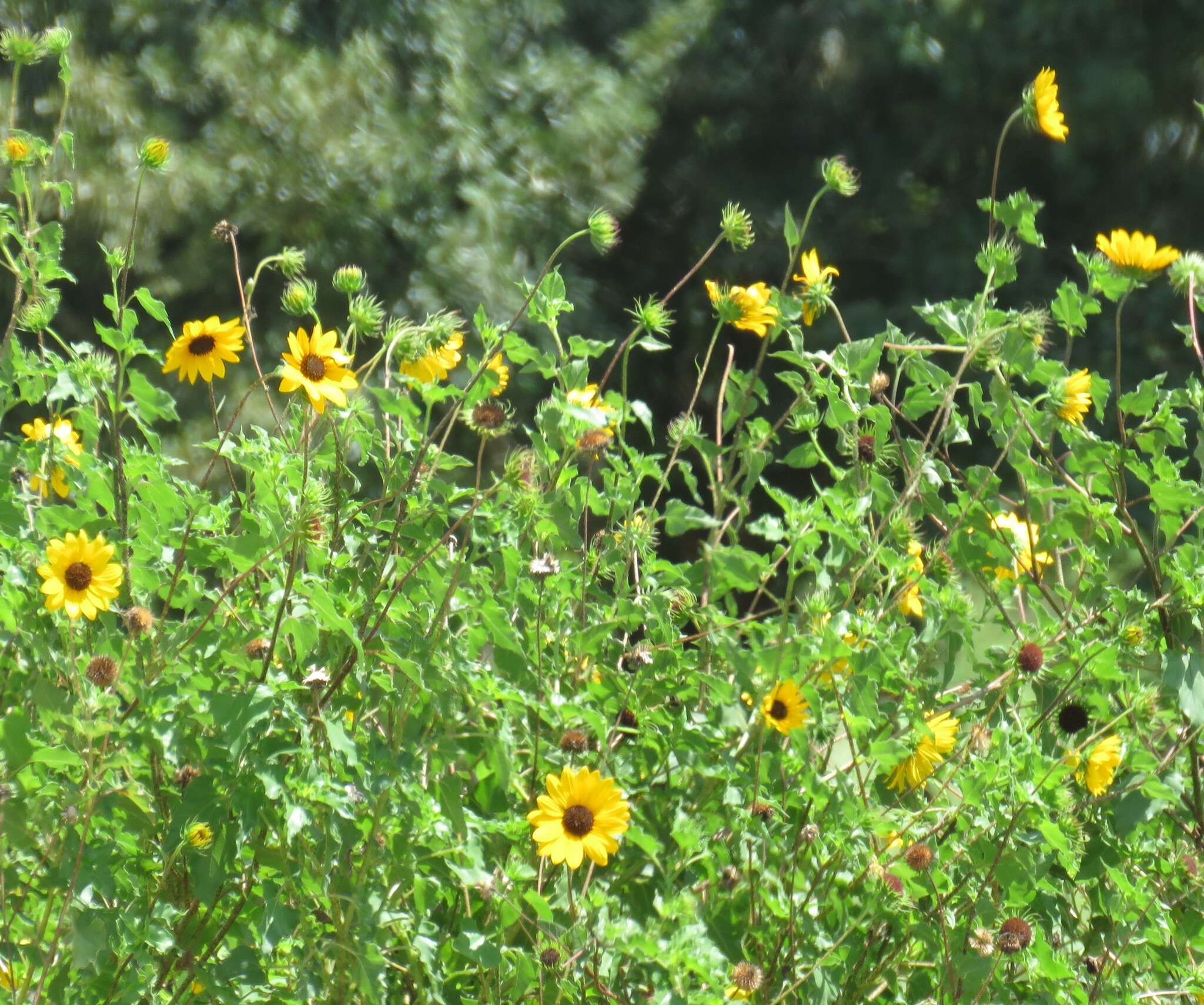 Image of cucumberleaf sunflower