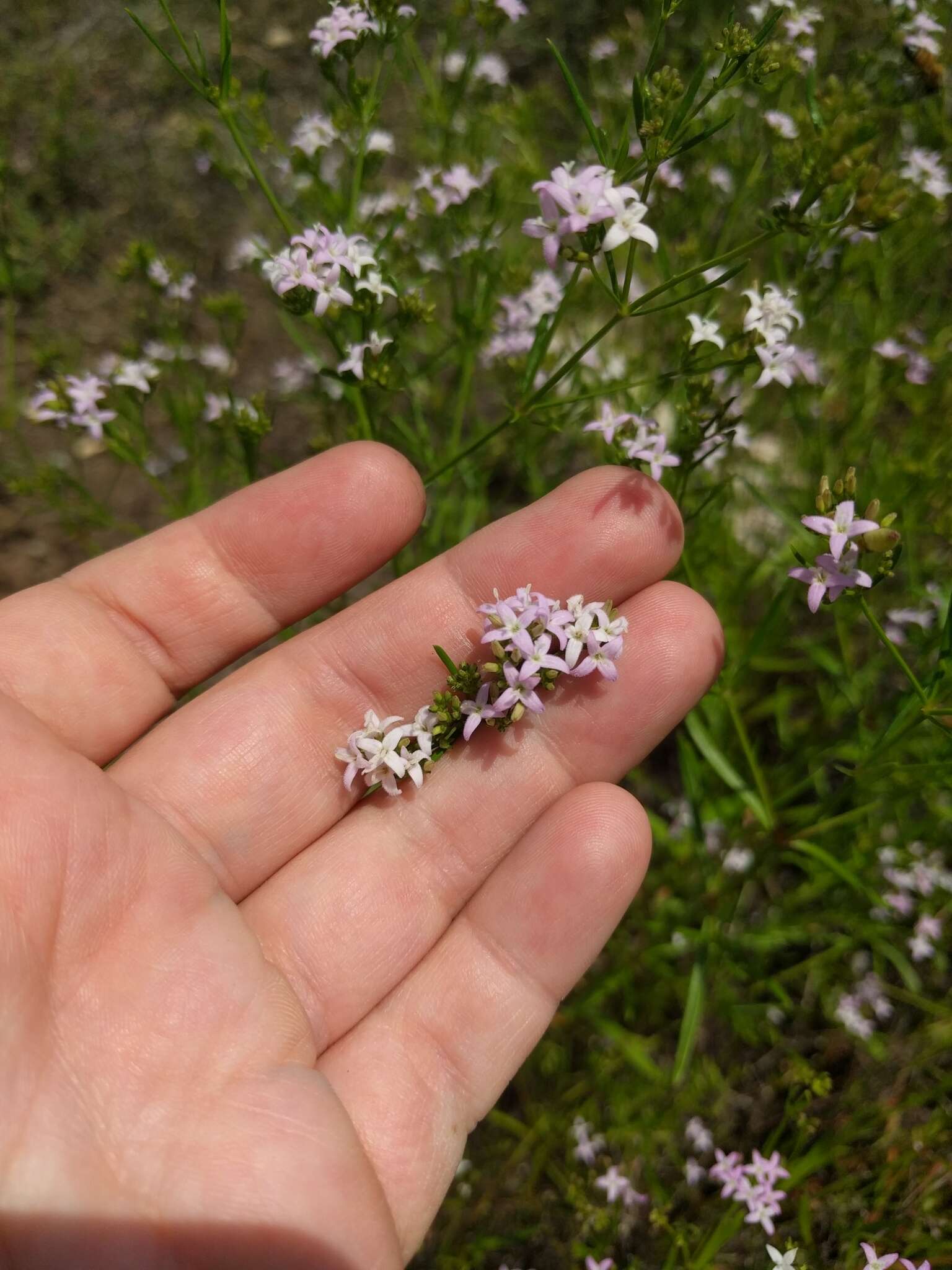 Image of diamondflowers