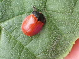 Image of Tortoise beetle