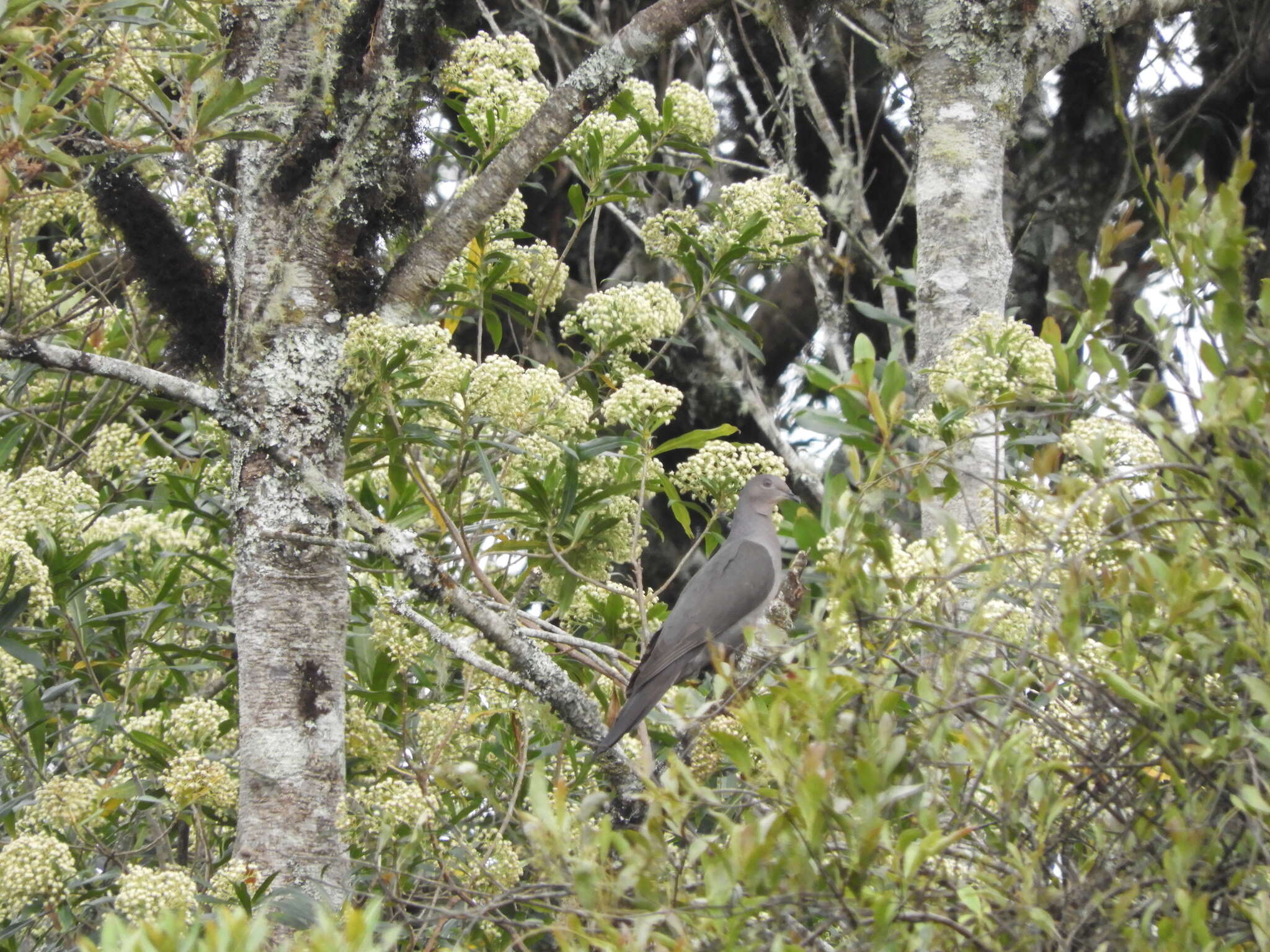 صورة Patagioenas plumbea (Vieillot 1818)