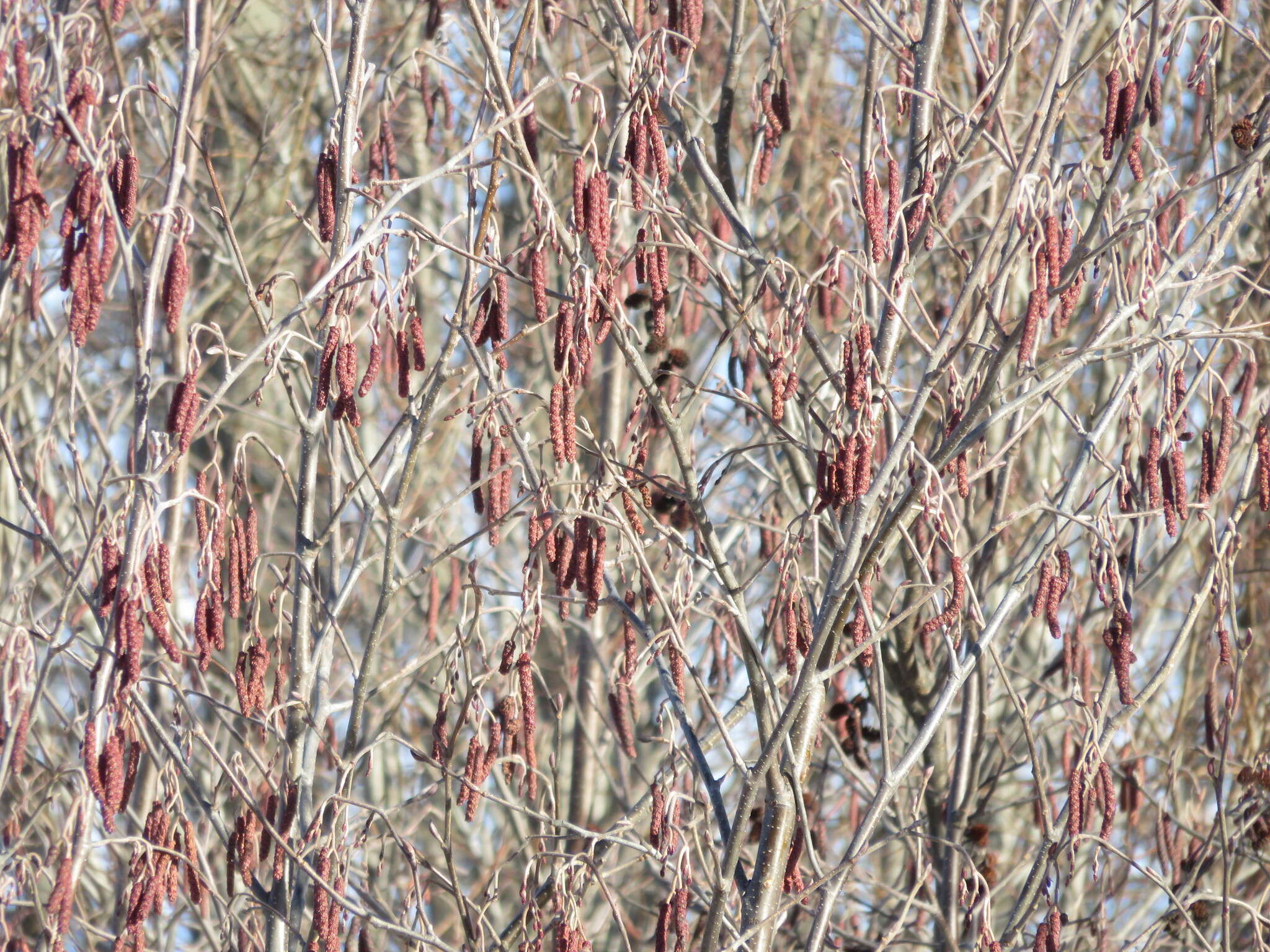 Imagem de Alnus incana subsp. rugosa (Du Roi) R. T. Clausen