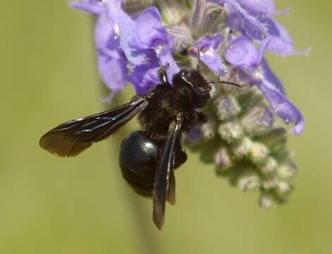 Plancia ëd Xylocopa iris (Christ 1791)