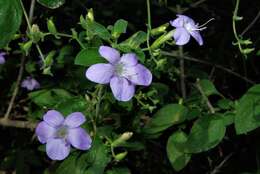 Imagem de Barleria obtusa Nees