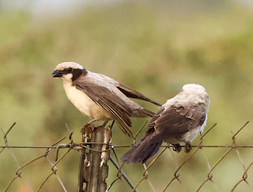 Image of Southern White-crowned Shrike