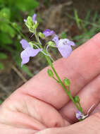 Image of Texas toadflax