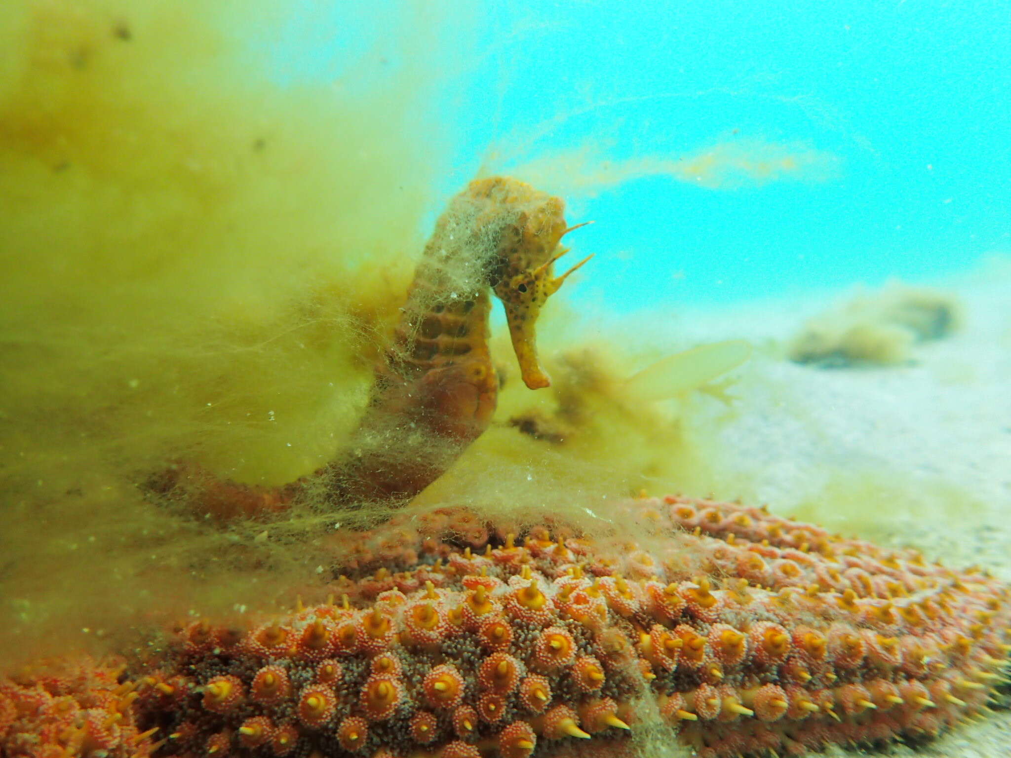 Image of Big-belly Seahorse