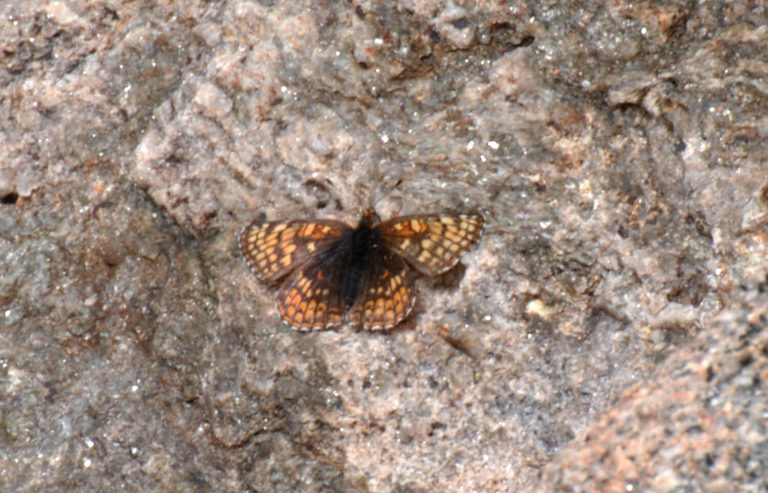 Image of Rockslide Checkerspot