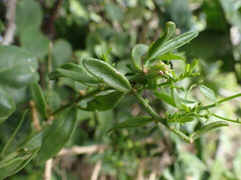 Image of Thesium triflorum Thunb. ex L. fil.