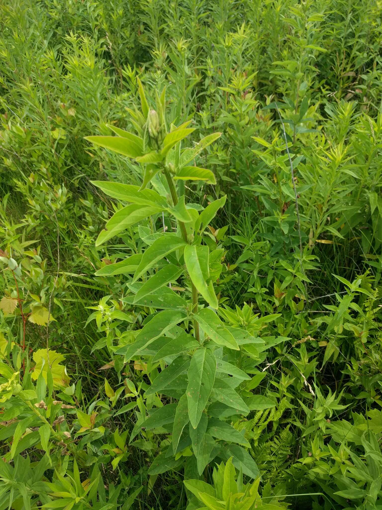 Image of showy ticktrefoil