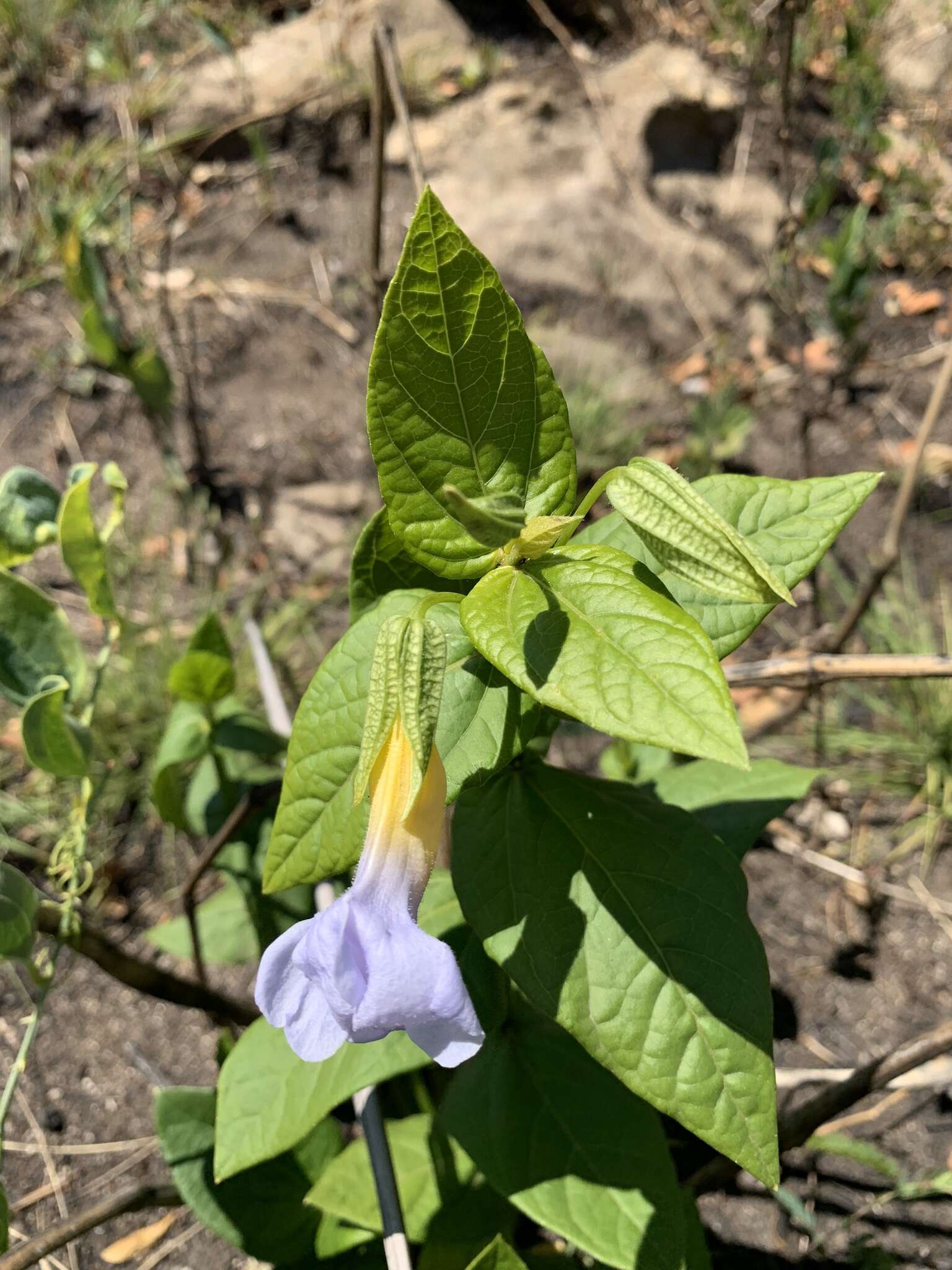 Image of Thunbergia natalensis Hook.