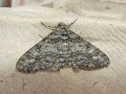 Image of Double-lined Gray Moth