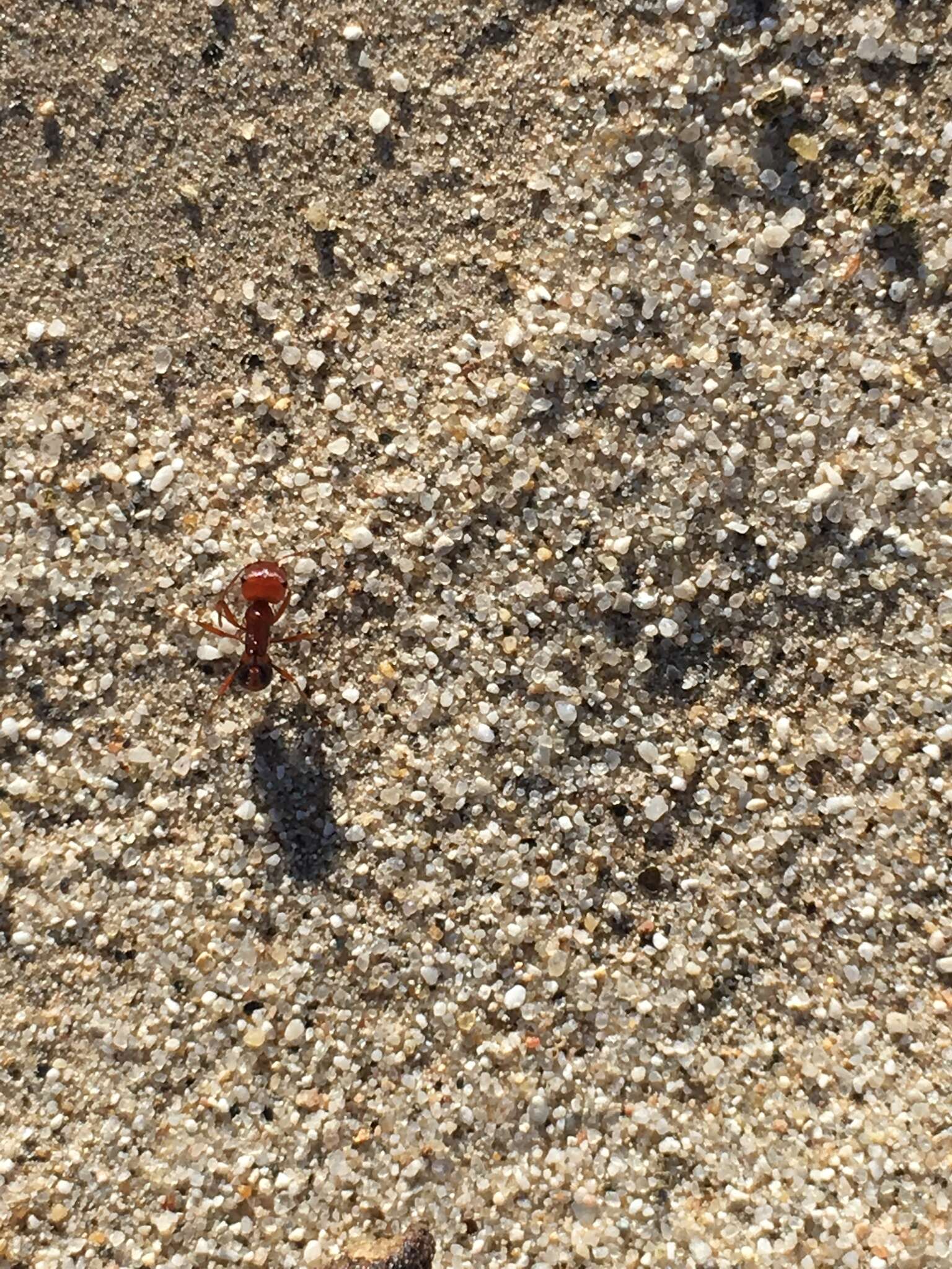 Image of California Harvester Ant