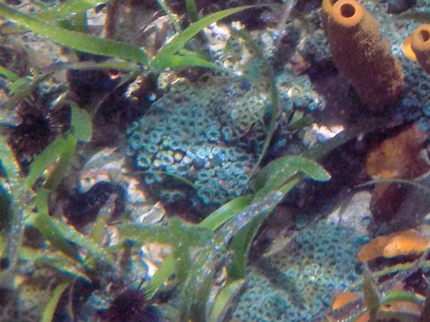 Image of mat anemone