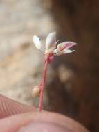 Imagem de Micranthes bryophora (A. Gray) Brouillet & Gornall