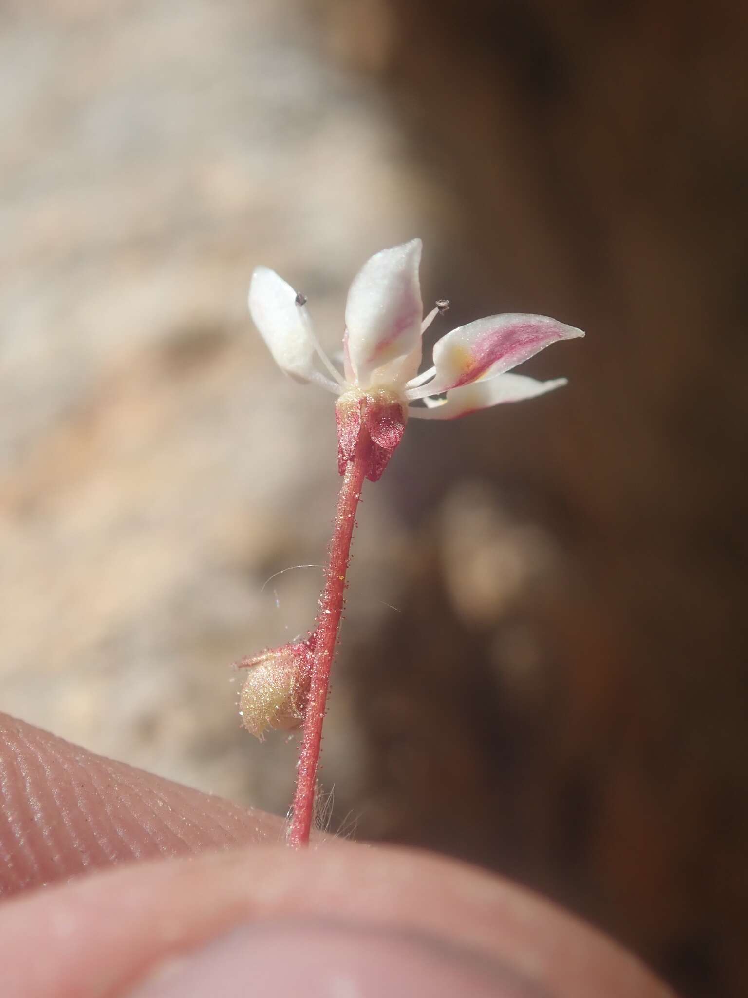 Imagem de Micranthes bryophora (A. Gray) Brouillet & Gornall