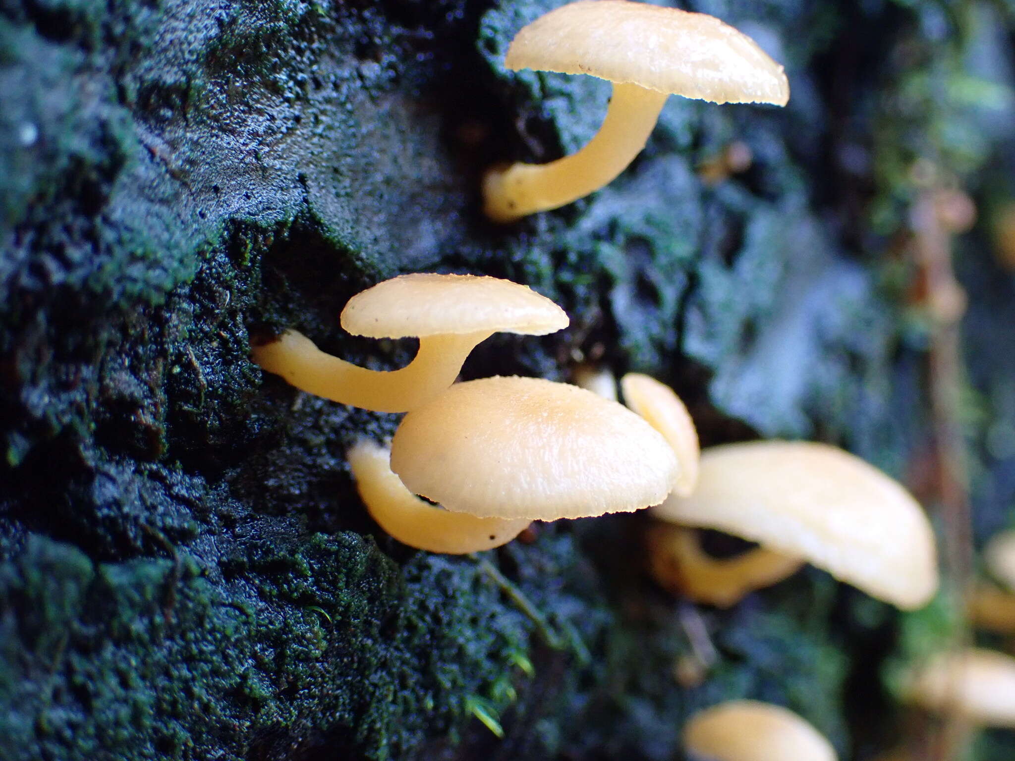 Image of Chrysomphalina aurantiaca (Peck) Redhead 1987