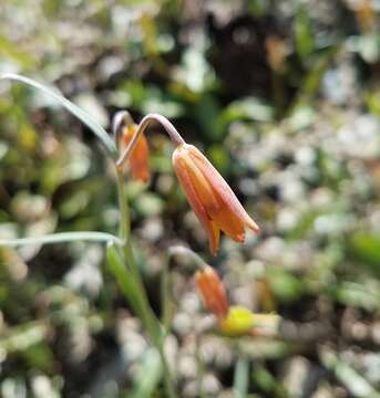 Image of Butte County fritillary