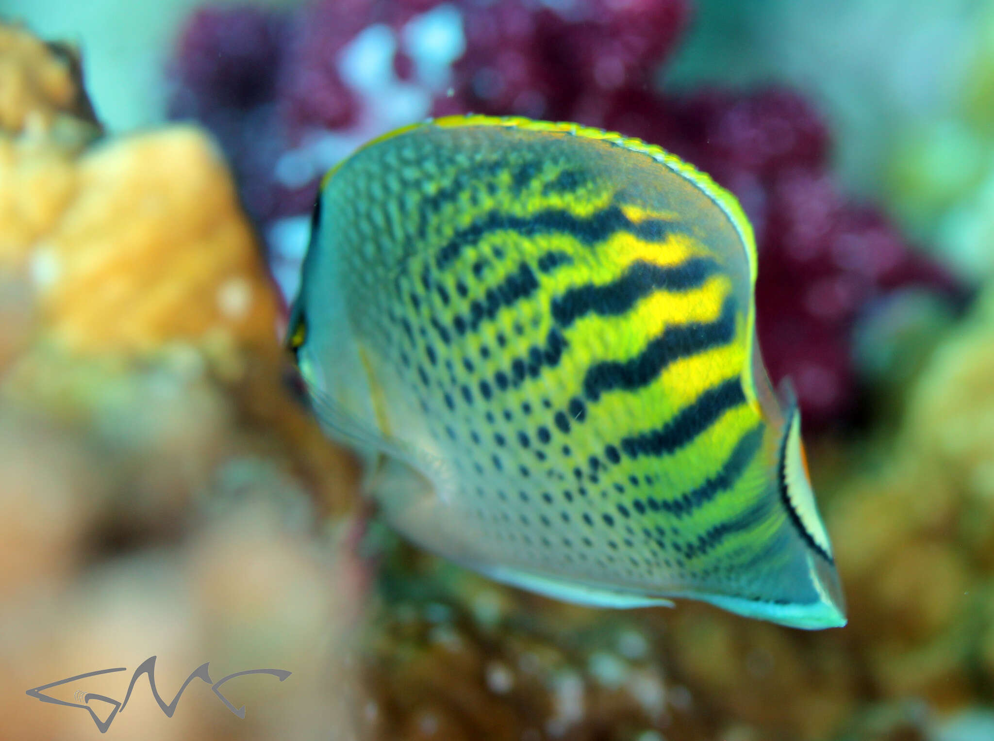 Image of Dot and dash Butterflyfish