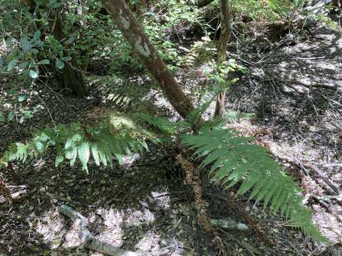 Imagem de Polystichum hartwegii (Kl.) Hieron.