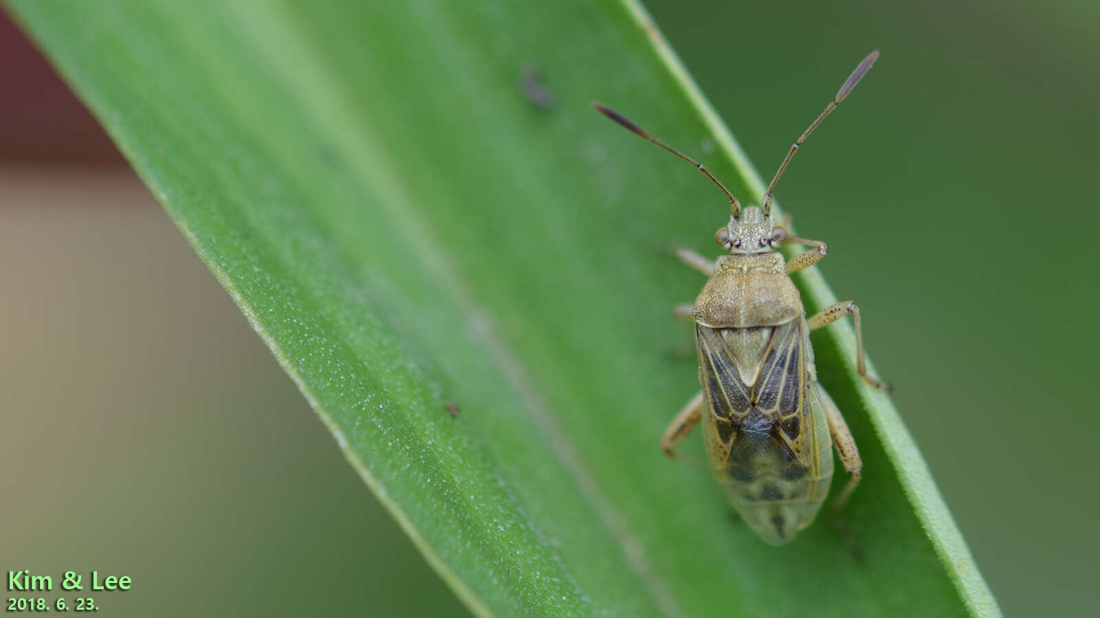 Plancia ëd Stictopleurus minutus Blöte 1934