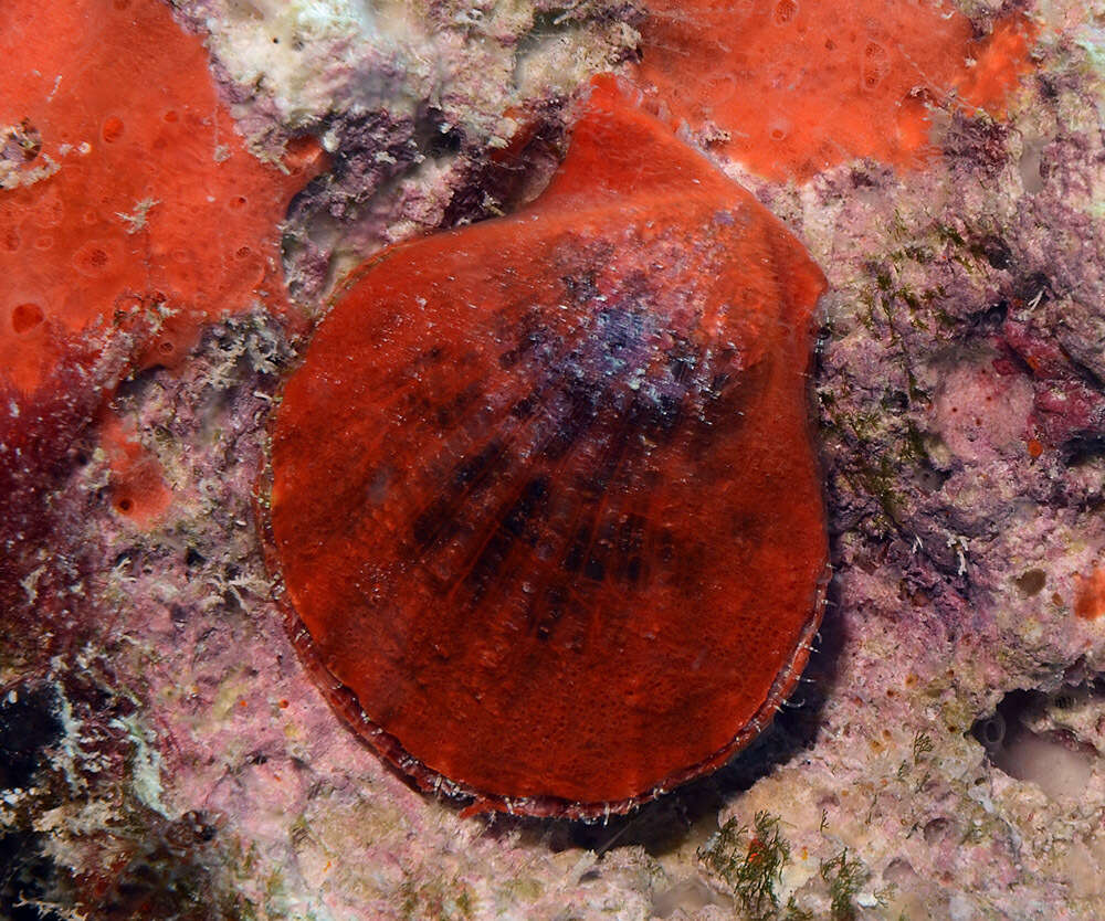 Image of squamose scallop