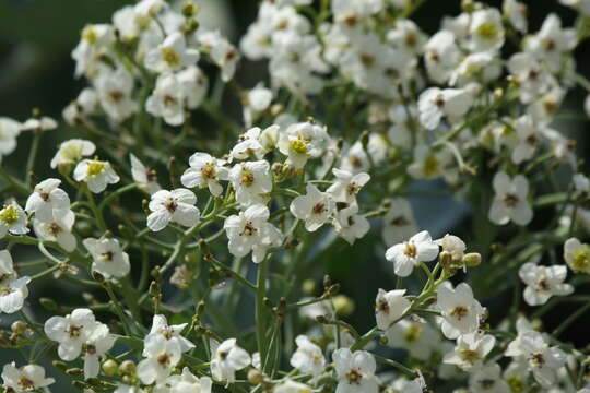 Image of sea kale