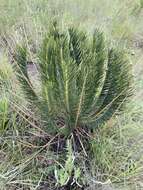 Image of Drakensberg Cycad