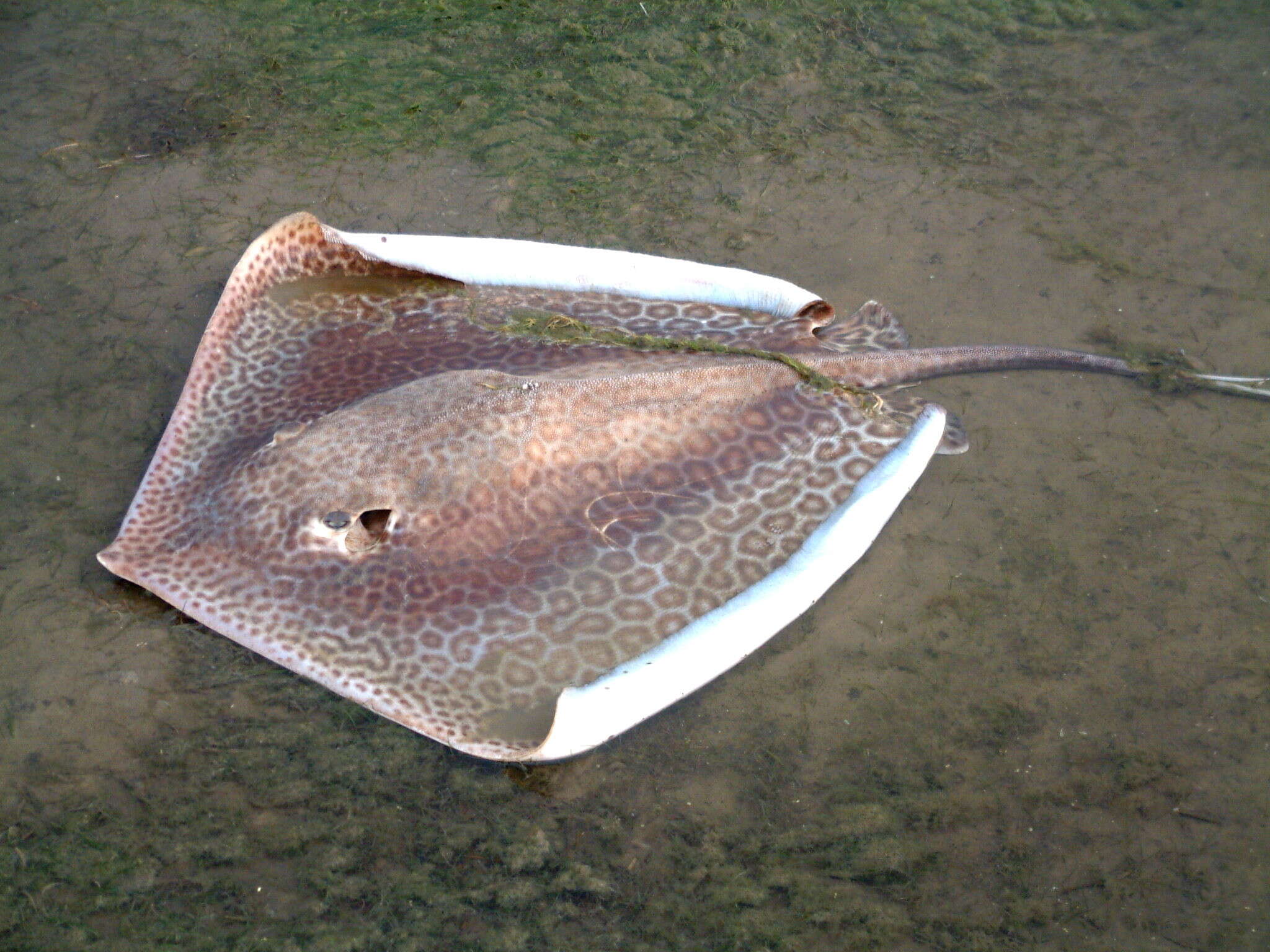 Image of Leopard Whipray