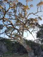 Image of Blakely's Red Gum