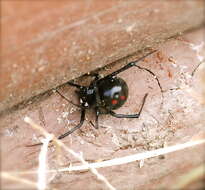 Image of Northern Black Widow