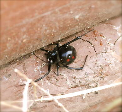 Latrodectus variolus Walckenaer 1837的圖片