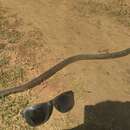 Image of Floodplain Water Snake