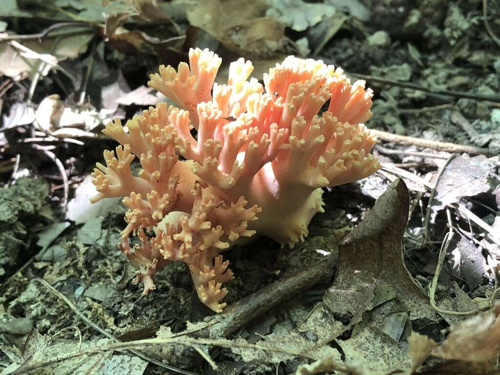 Image of Ramaria subbotrytis (Coker) Corner 1950