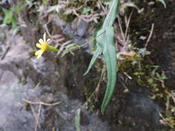 Plancia ëd Senecio stauntonii DC.