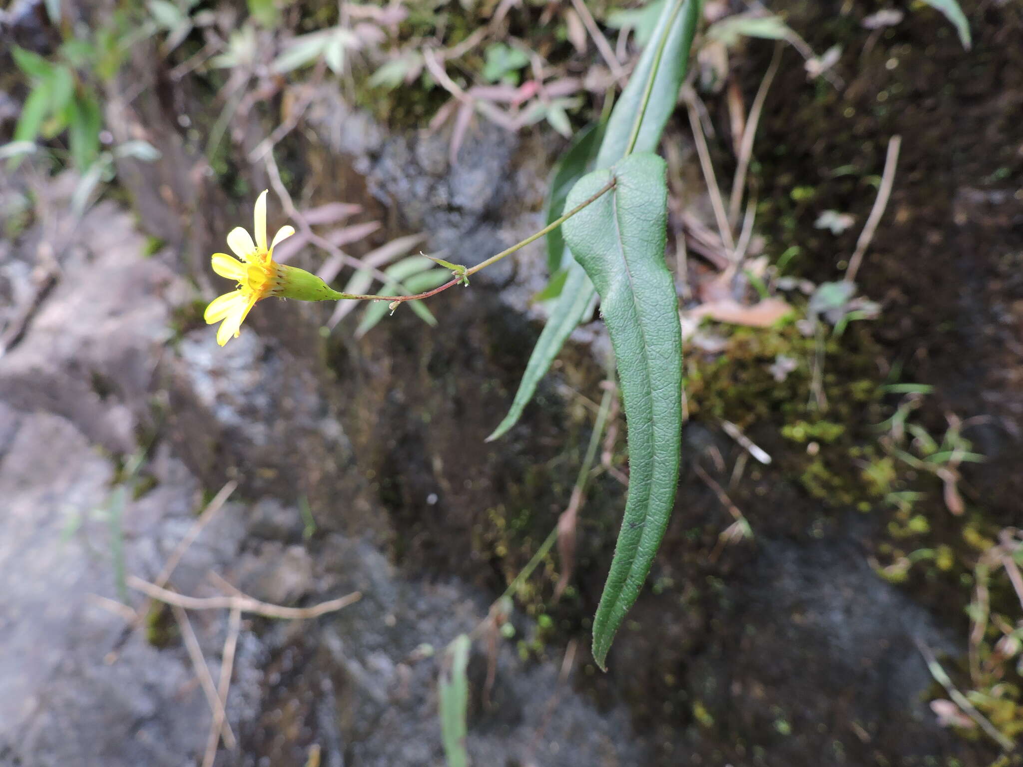 Plancia ëd Senecio stauntonii DC.