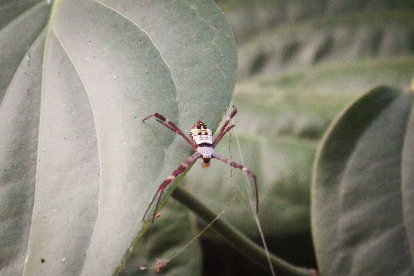 Image of Argiope mangal Koh 1991