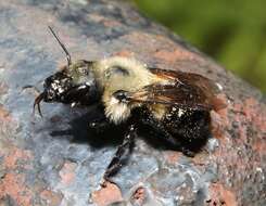 Image de Osmia bucephala Cresson 1864