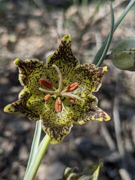 Image of Davidson's fritillary