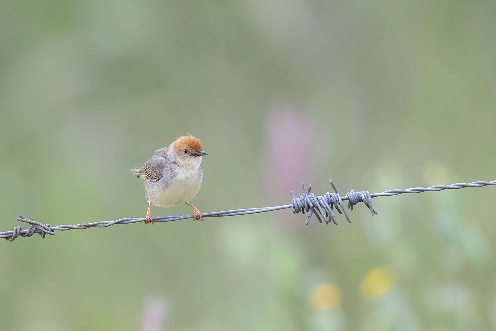 Image of Tiny Cisticola