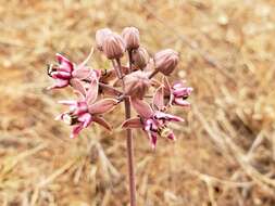 Image of Asclepias fournieri R. E. Woodson