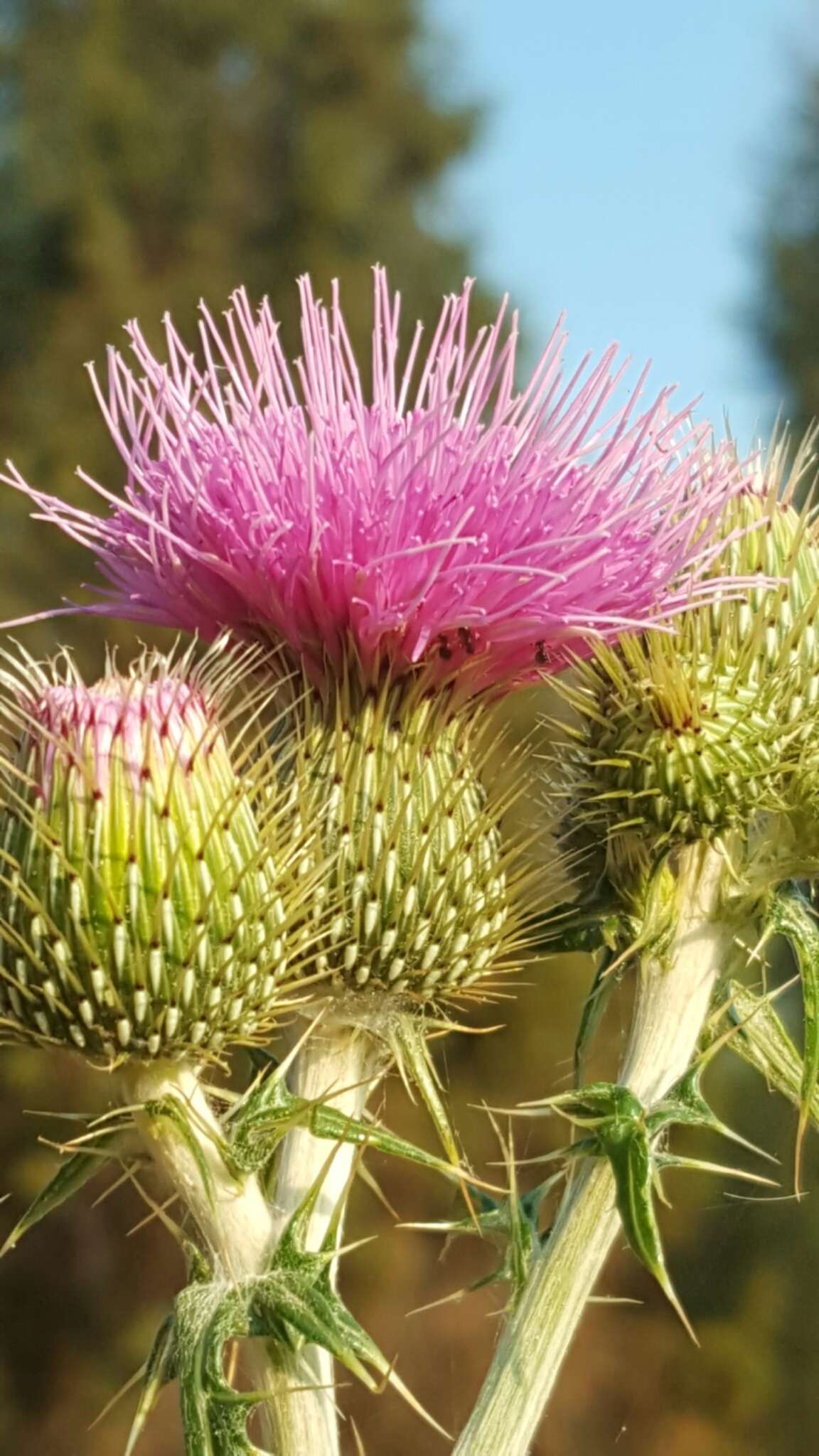 Image of Cirsium rhaphilepis (Hemsl.) Petr.